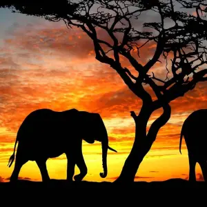 Explore 7 Days Elephant (Tembo) Luxury Tanzania Safari for 7 days with Gracepatt Ecotours Kenya and discover unforgettable experiences - Photo 10