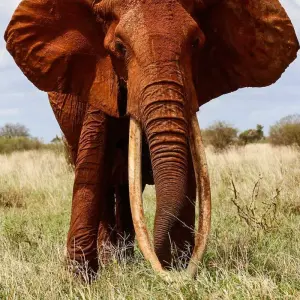 Explore 8 Days Amboseli, Lake Manyara, Serengeti, Ngorongoro & Tarangire Budget Safari for 8 days with Gracepatt Ecotours Kenya and discover unforgettable experiences - Photo 5