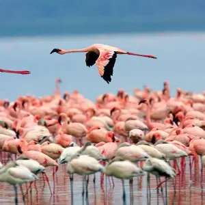 Explore 8 Days Masai Mara, Lake Manyara, Ngorongoro & Serengeti African Safari for 8 days with Gracepatt Ecotours Kenya and discover unforgettable experiences - Photo 3