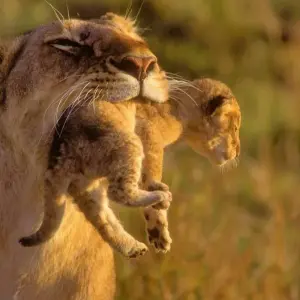 Explore 5 Days Amboseli and Masai Mara Luxury Kenya Flying Safari for 5 days with Gracepatt Ecotours Kenya and discover unforgettable experiences - Photo 5