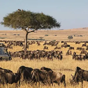 Explore 8 Days Masai Mara, Lake Manyara, Ngorongoro & Serengeti African Safari for 8 days with Gracepatt Ecotours Kenya and discover unforgettable experiences - Photo 4