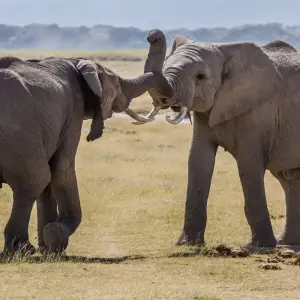 Explore 7-Day Explore Amboseli, Nakuru, Maasai Mara, Naivasha Safari for 7 days with Gracepatt Ecotours Kenya and discover unforgettable experiences - Photo 10