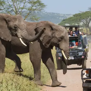 Explore 14 Days Best of Kenya & Tanzania Wildlife Tour Adventure for 14 days with Gracepatt Ecotours Kenya and discover unforgettable experiences - Photo 7