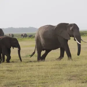 Explore 3 Days Amboseli National Park Safaris on 4x4 Jeep for 3 days with Gracepatt Ecotours Kenya and discover unforgettable experiences - Photo 9