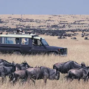 Explore 5 Days Amboseli and Masai Mara Luxury Kenya Flying Safari for 5 days with Gracepatt Ecotours Kenya and discover unforgettable experiences - Photo 6
