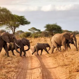 Explore 8 Days Amboseli, Lake Manyara, Serengeti, Ngorongoro & Tarangire Budget Safari for 8 days with Gracepatt Ecotours Kenya and discover unforgettable experiences - Photo 7