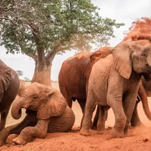 Explore 7-Day Explore Amboseli, Nakuru, Maasai Mara, Naivasha Safari for 7 days with Gracepatt Ecotours Kenya and discover unforgettable experiences - Photo 11