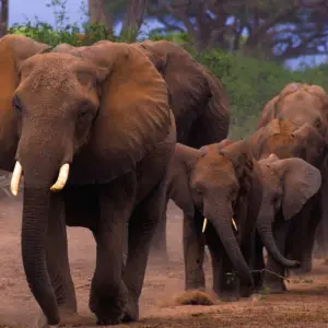 Explore 3 Days Amboseli National Park Safaris on 4x4 Jeep for 3 days with Gracepatt Ecotours Kenya and discover unforgettable experiences - Photo 10