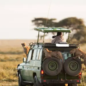 Explore 8 Days Masai Mara, Lake Manyara, Ngorongoro & Serengeti African Safari for 8 days with Gracepatt Ecotours Kenya and discover unforgettable experiences - Photo 6