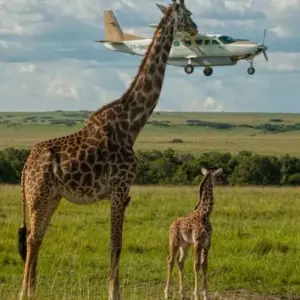 Explore 5 Days Amboseli and Masai Mara Luxury Kenya Flying Safari for 5 days with Gracepatt Ecotours Kenya and discover unforgettable experiences - Photo 8