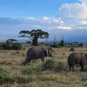 Explore 5 Days Amboseli and Masai Mara Luxury Kenya Flying Safari for 5 days with Gracepatt Ecotours Kenya and discover unforgettable experiences - Photo 9