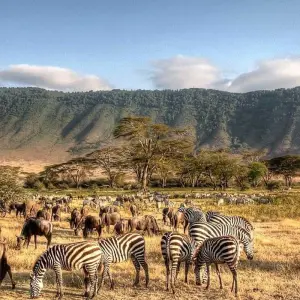 Explore 8 Days Amboseli, Lake Manyara, Serengeti, Ngorongoro & Tarangire Budget Safari for 8 days with Gracepatt Ecotours Kenya and discover unforgettable experiences - Photo 10