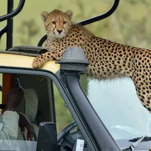 Explore 8 Days Masai Mara, Lake Manyara, Ngorongoro & Serengeti African Safari for 8 days with Gracepatt Ecotours Kenya and discover unforgettable experiences - Photo 9