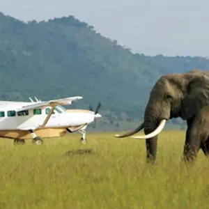 Explore 5 Days Amboseli and Masai Mara Luxury Kenya Flying Safari for 5 days with Gracepatt Ecotours Kenya and discover unforgettable experiences - Photo 11