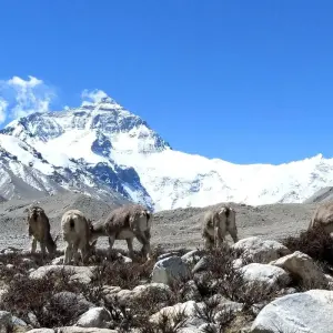 Explore 8 Days Lhasa to Mt. Everest Group Tour for 8 days with Great Tibet Tour and discover unforgettable experiences - Photo 5