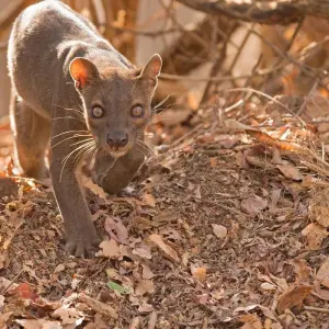 Explore Madagascar | Discovering the wonders of the east, the west and the south for 10 days with HT Agency Tours and discover unforgettable experiences - Photo 3