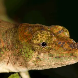 Explore Wildlife Madagascar | Nature & Culture trips for 14 days with HT Agency Tours and discover unforgettable experiences - Photo 3