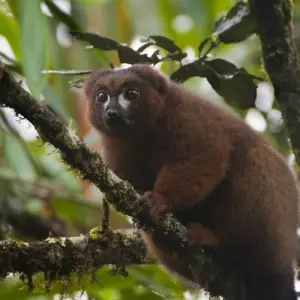 Explore Wildlife Madagascar | Nature & Culture trips for 14 days with HT Agency Tours and discover unforgettable experiences - Photo 4