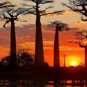 Explore Madagascar | Discovering the wonders of the east, the west and the south for 10 days with HT Agency Tours and discover unforgettable experiences - Photo 5