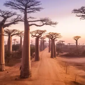 Explore Madagascar Lemurs & Baobabs (Available all year) for 8 days with HT Agency Tours and discover unforgettable experiences - Photo 7