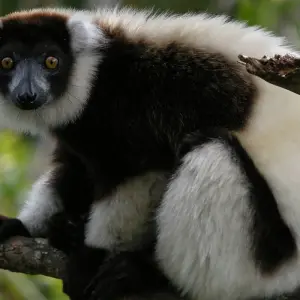 Explore Wildlife Madagascar | Nature & Culture trips for 14 days with HT Agency Tours and discover unforgettable experiences - Photo 6