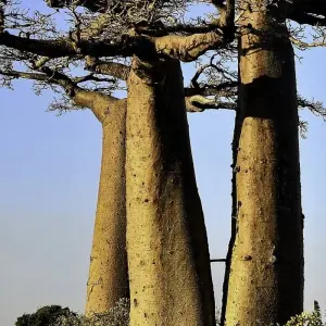 Explore Tsingy De Bemaraha for 5 days with HT Agency Tours and discover unforgettable experiences - Photo 9