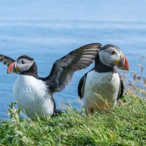 Explore Puffin Island Hopper for 4 days with Haggis Adventures and discover unforgettable experiences - Photo 10