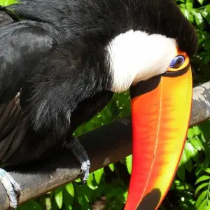 Explore Iguazu Glamping (4 days) for 4 days with Hi Travel Argentina and discover unforgettable experiences - Photo 4