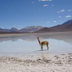 Explore Northern Chile and Uyuni, end in La Paz (12 Days) for 12 days with Hi Travel Argentina and discover unforgettable experiences - Photo 4