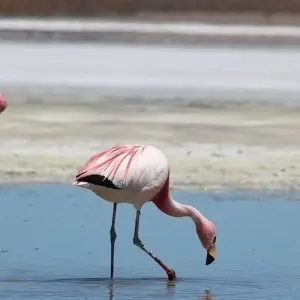 Explore From Buenos Aires to La Paz via Uyuni (15 Nights) for 16 days with Hi Travel Argentina and discover unforgettable experiences - Photo 3