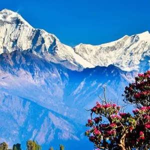 Explore Sunrise Poonhill Trek for 7 days with Himalayan Adventure Treks & Tours and discover unforgettable experiences - Photo 8