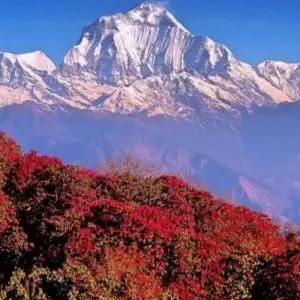 Explore Sunrise Poonhill Trek for 7 days with Himalayan Adventure Treks & Tours and discover unforgettable experiences - Photo 11
