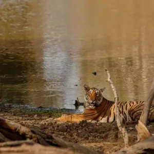 Explore Kathmandu Chitwan Tour for 3 days with Himalayan Trekking & Tours and discover unforgettable experiences - Photo 2