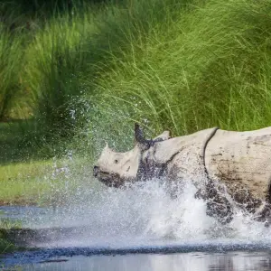 Explore Kathmandu Chitwan Tour for 3 days with Himalayan Trekking & Tours and discover unforgettable experiences - Photo 3