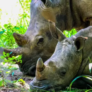 Explore Kathmandu Chitwan Tour for 3 days with Himalayan Trekking & Tours and discover unforgettable experiences - Photo 6