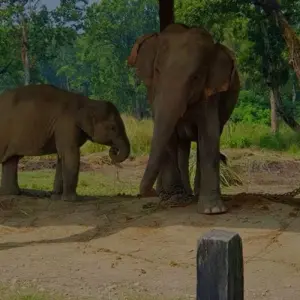 Explore Chitwan Jungle Safari for 3 days with Himalayan Trekking Path P.Ltd and discover unforgettable experiences - Photo 3