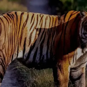 Explore Chitwan Jungle Safari for 3 days with Himalayan Trekking Path P.Ltd and discover unforgettable experiences - Photo 7