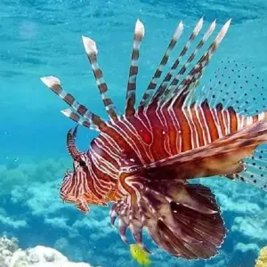 Explore Discover  Luxury Egypt Pyramids  & Mountain Sinai and Red Sea - 7 Days for 7 days with Holiday In and discover unforgettable experiences - Photo 2