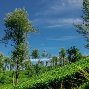 Explore 5 Days in Sri Lanka for 5 days with Holiday Lanka Tours and discover unforgettable experiences - Photo 3