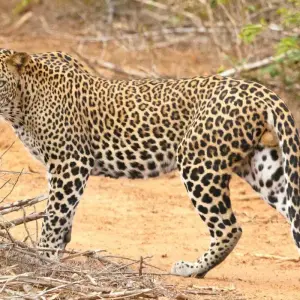 Explore Sri Lanka 9 Days Trip Package for 9 days with Holiday Lanka Tours and discover unforgettable experiences - Photo 4