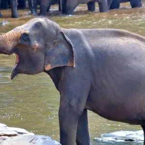 Explore Sri Lanka 5 Nights 6 Days Itinerary for 6 days with Holiday Lanka Tours and discover unforgettable experiences - Photo 5