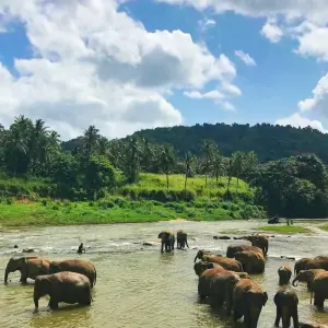 Explore Sri Lanka 3 Nights 4 Days Package for 4 days with Holiday Lanka Tours and discover unforgettable experiences - Photo 4