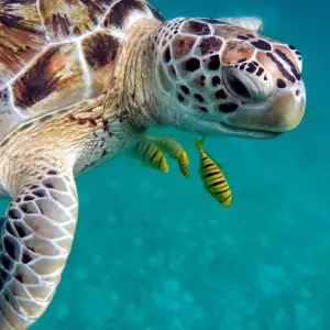 Explore 5 Days in Sri Lanka for 5 days with Holiday Lanka Tours and discover unforgettable experiences - Photo 6