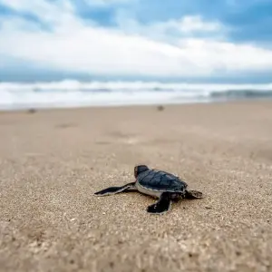 Explore Sri Lanka Solo Female Travel for 10 days with Holiday Lanka Tours and discover unforgettable experiences - Photo 6