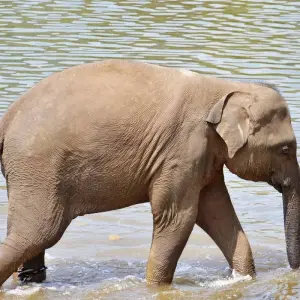 Explore Sri Lanka 5 Days Itinerary for 5 days with Holiday Lanka Tours and discover unforgettable experiences - Photo 8