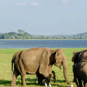Explore Sri Lanka Solo Female Travel for 10 days with Holiday Lanka Tours and discover unforgettable experiences - Photo 7