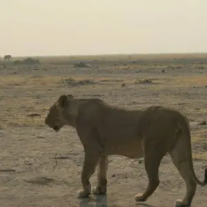Explore Cape Namibia Route for 12 days with HoneyBadger Travel & Tours and discover unforgettable experiences - Photo 2