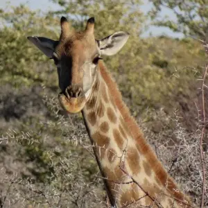 Explore Discover Safari Chobe & Victoria Falls 4 Days & 4 Nights for 4 days with HoneyBadger Travel & Tours and discover unforgettable experiences - Photo 2