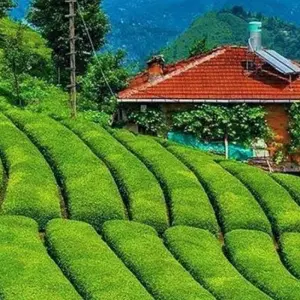 Explore Black Sea Trabzon, Rize, Artvin And Georgia, Batumi, Tbilisi 6 nights 7 days private tour for 7 days with Holitera Turizm  and discover unforgettable experiences - Photo 4