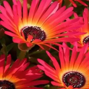 Explore South Africa Flower Safari Namaqualand & West Coast for 3 days with HoneyBadger Travel & Tours and discover unforgettable experiences - Photo 2